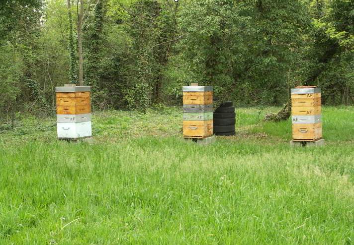 Blog :: Comment choisir, poser et entretenir une hausse de ruche