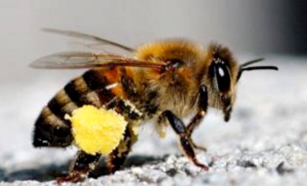 Apithérapie : Les vertus du pollen
