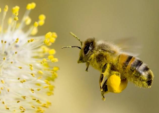 Les bienfaits du pollen d'abeille - Force Ultra Nature