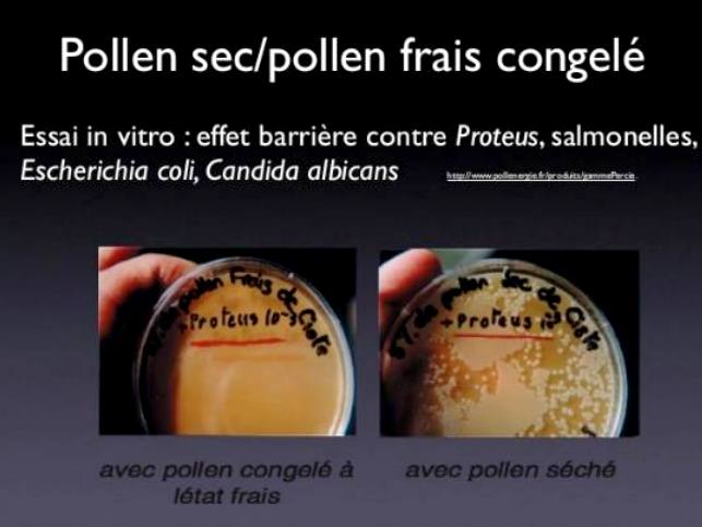 Pollen de Palmier - Bienfaits, Rôles, Effets Secondaires - Doctonat