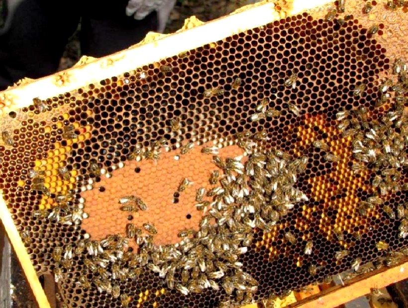 Pollen - Le rucher des trois vergers